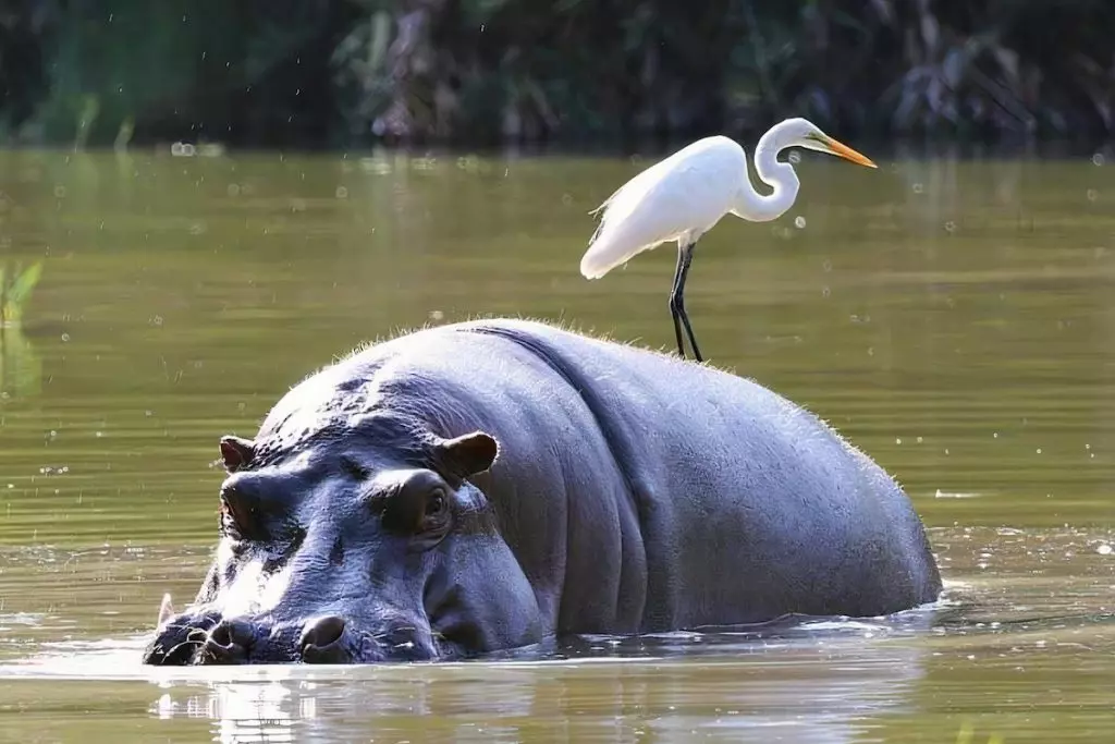 Hippos in Gambia