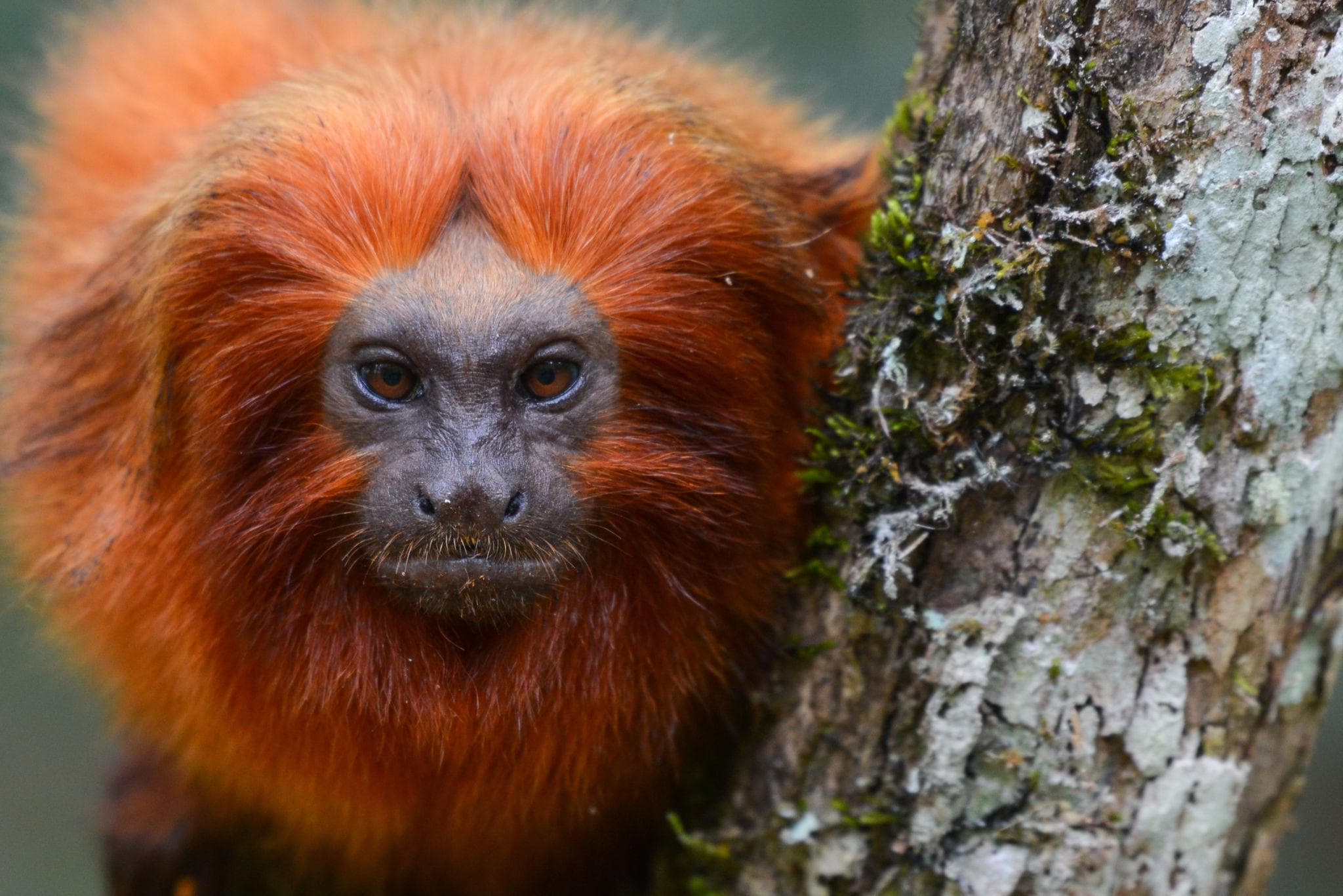 Golden Lion Tamarin