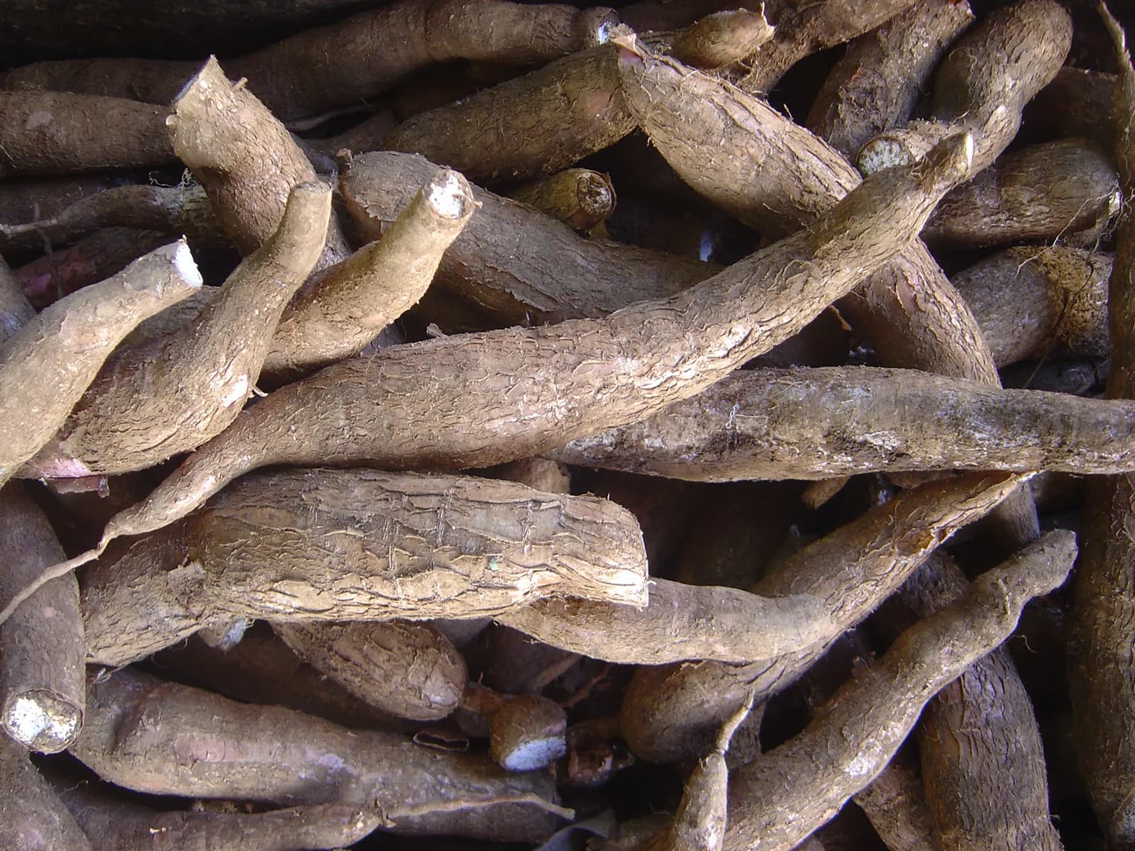 Mandioca — Cassava