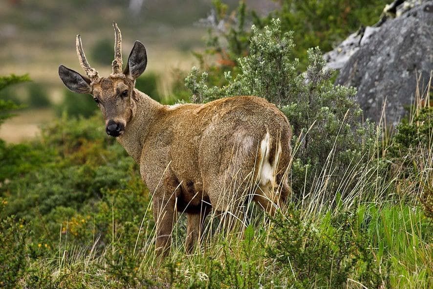 Huemul