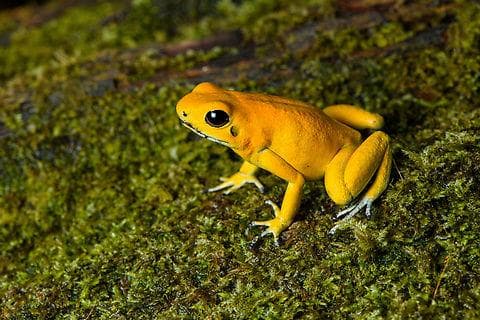 Golden Poison Frog