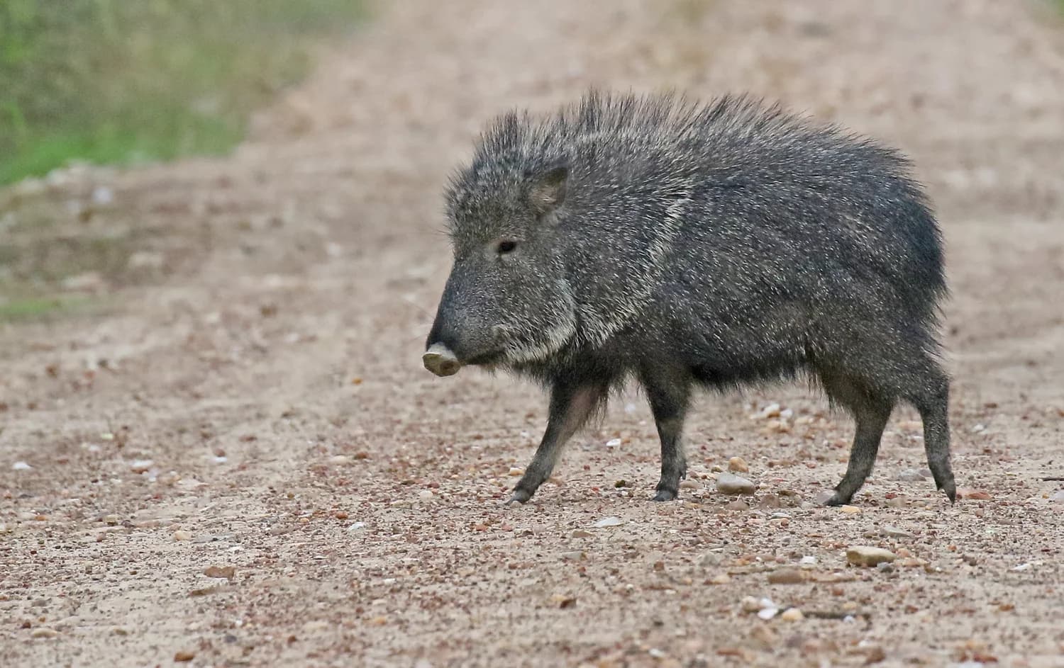 Chacoan Peccary