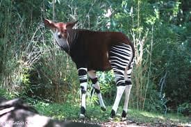 Okapi in the rainforest