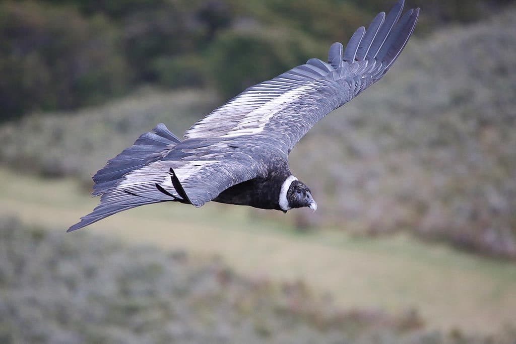 Andean Condor