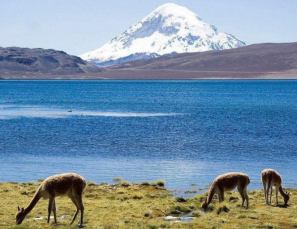 Vicuña