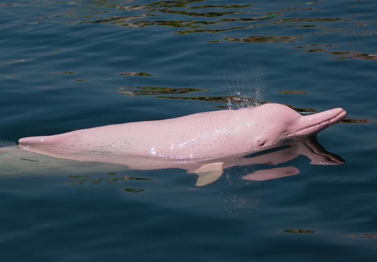 Amazon Pink River Dolphin