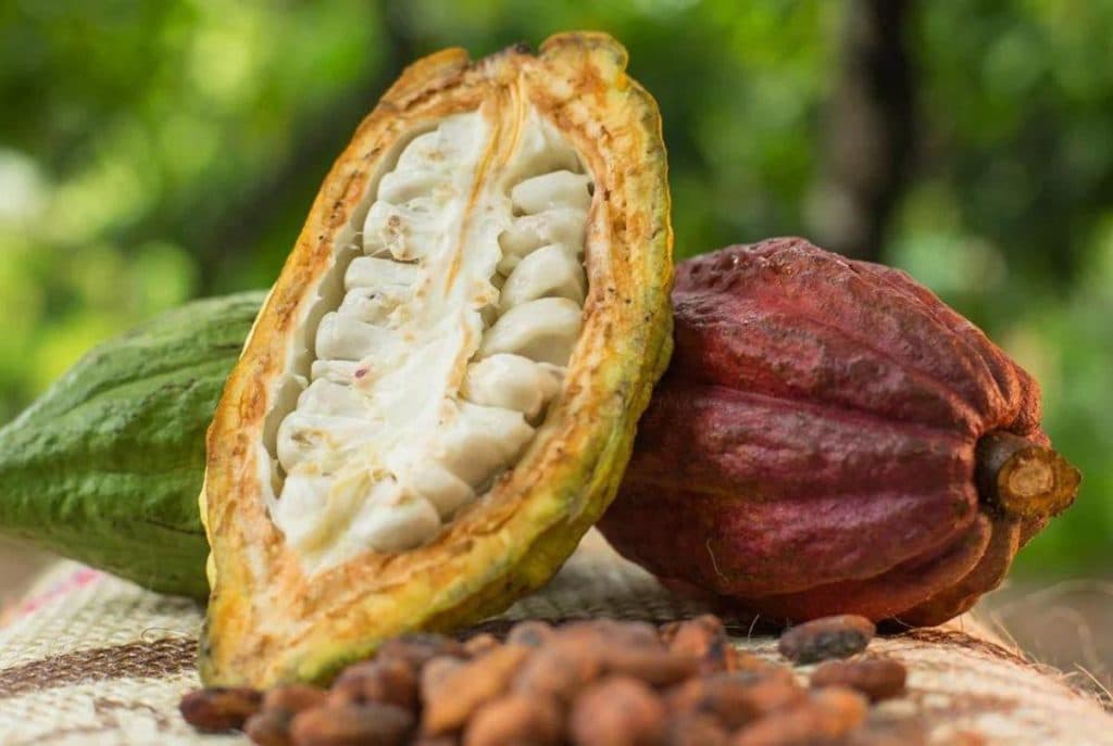 Cacao
