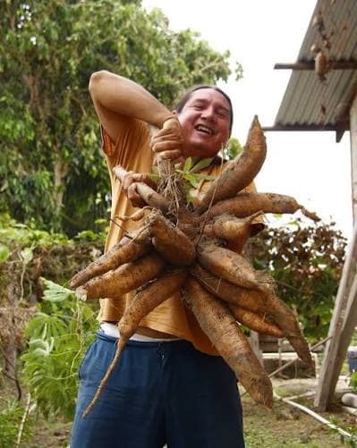Indigenous Cassava Traditions