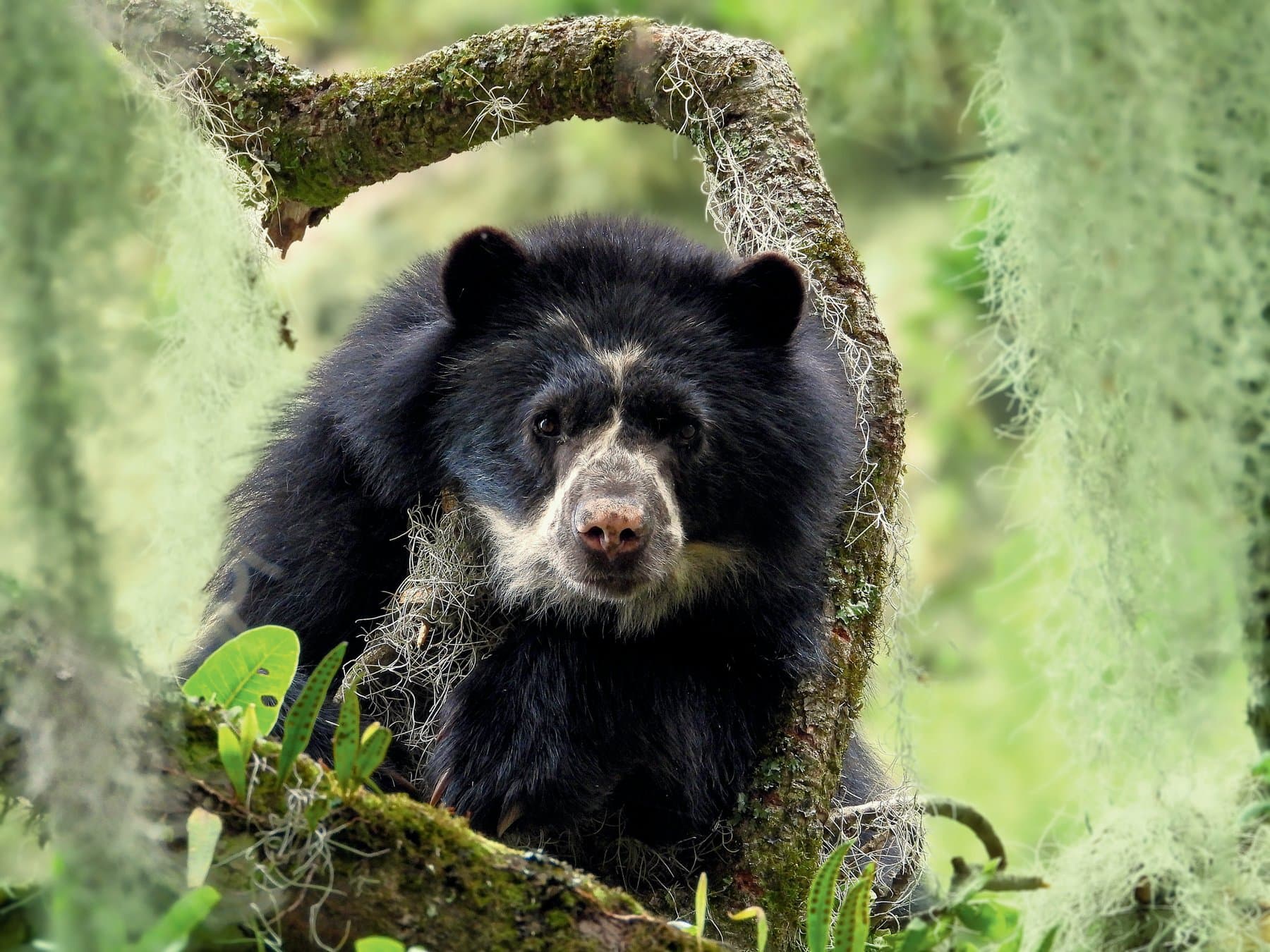 Spectacled Bear