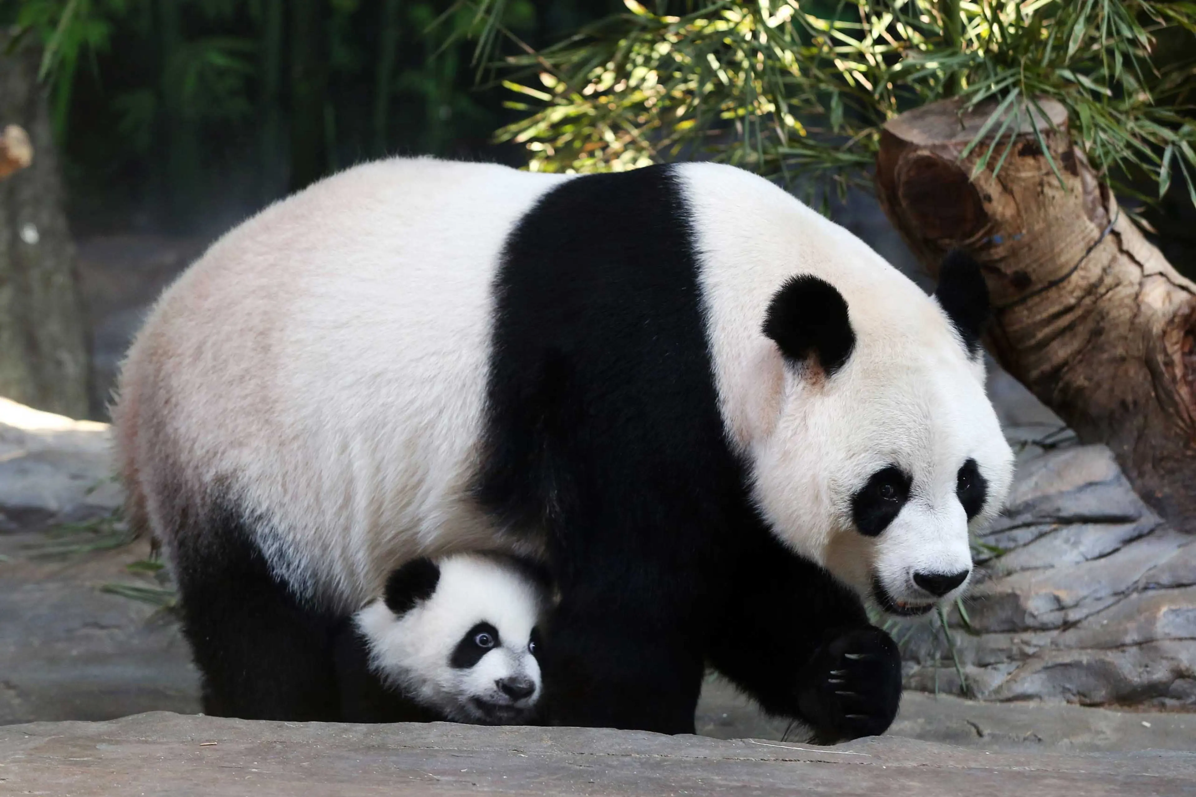 Giant Panda in China