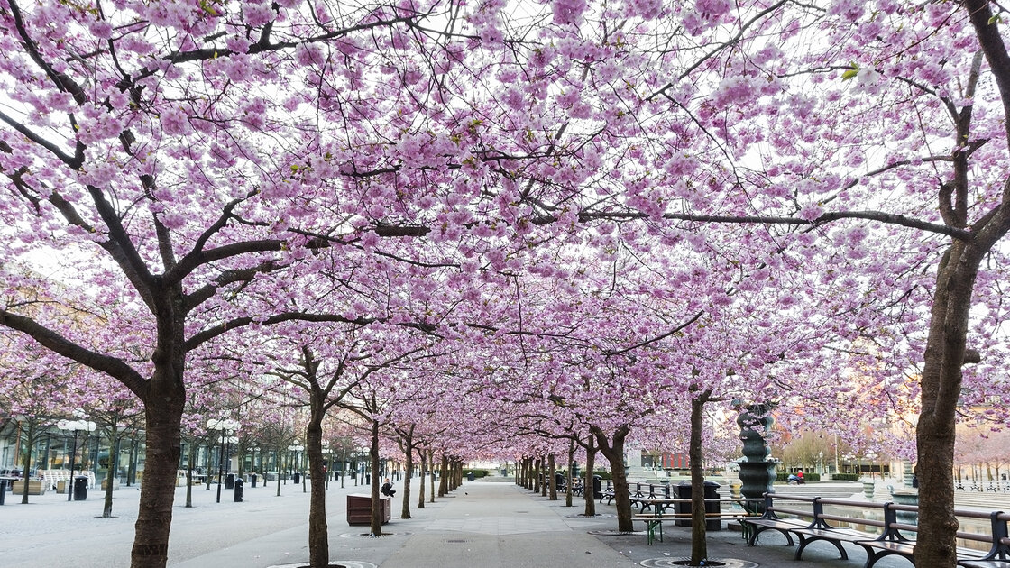 Cherry Blossom Season in Japan