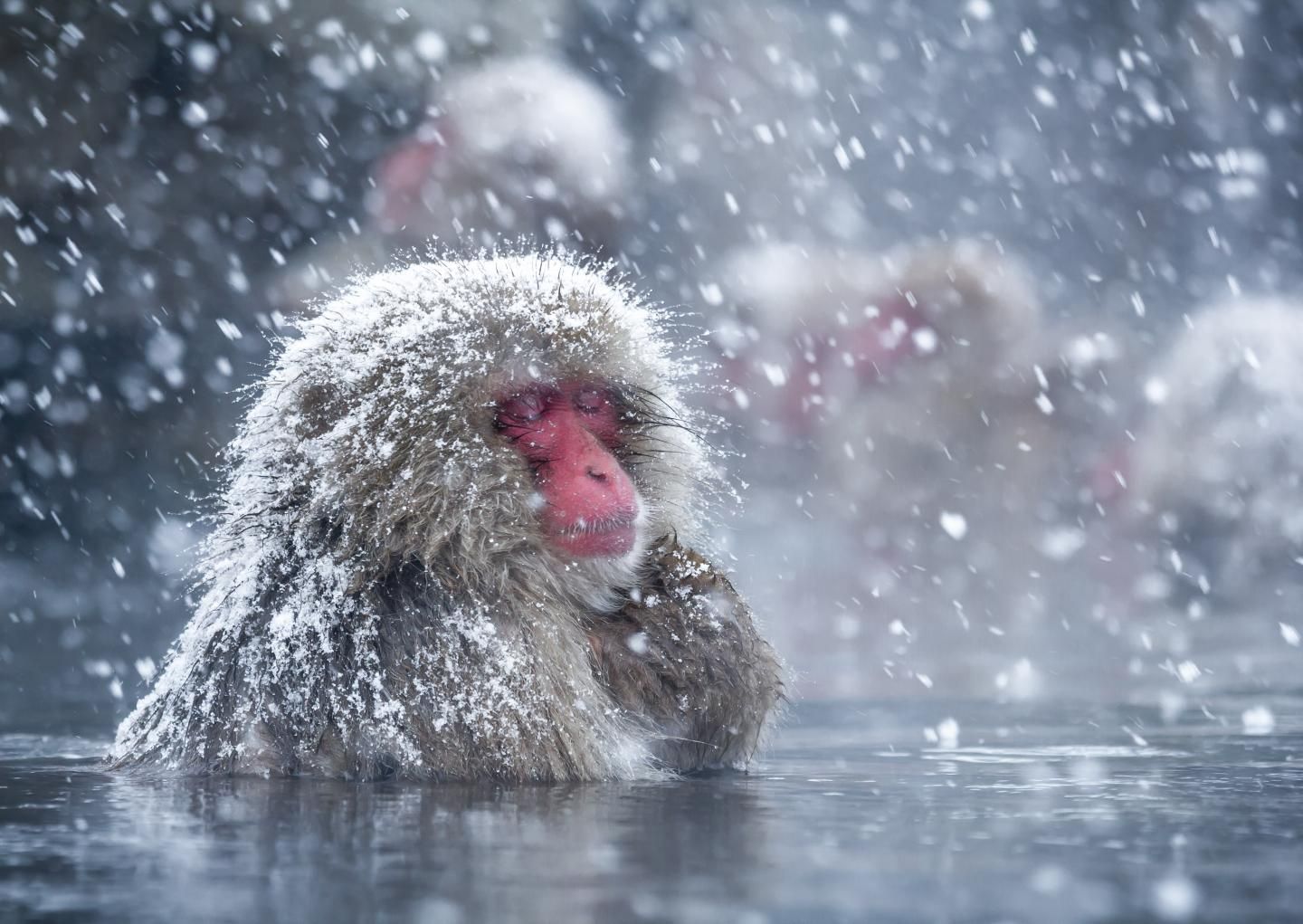Japanese Macaque in Japan