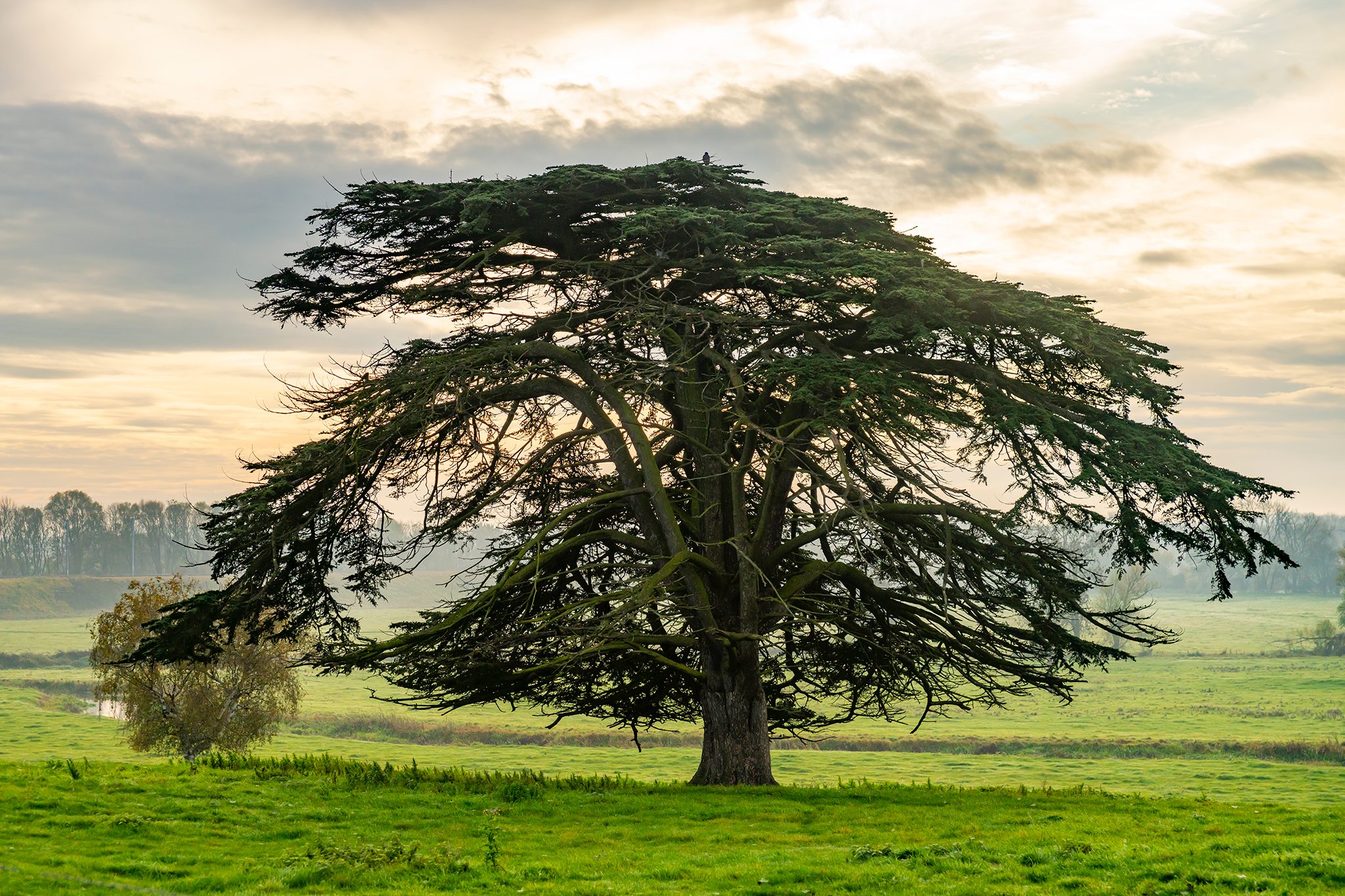 Cedar trees โ Lebanon